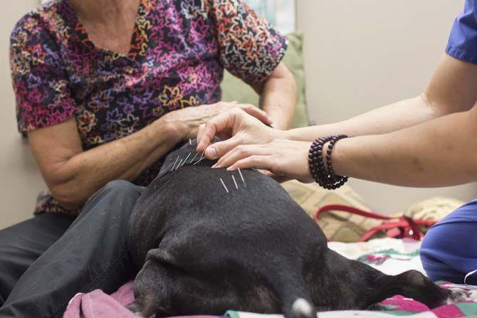 LSU School of Veterinary Medicine builds up integrative medicine program with acupuncture treatments