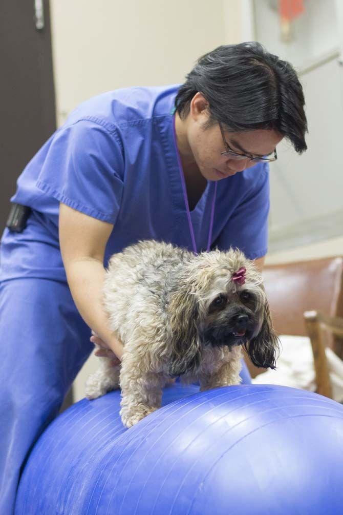 LSU School of Veterinary Medicine builds up integrative medicine program with acupuncture treatments