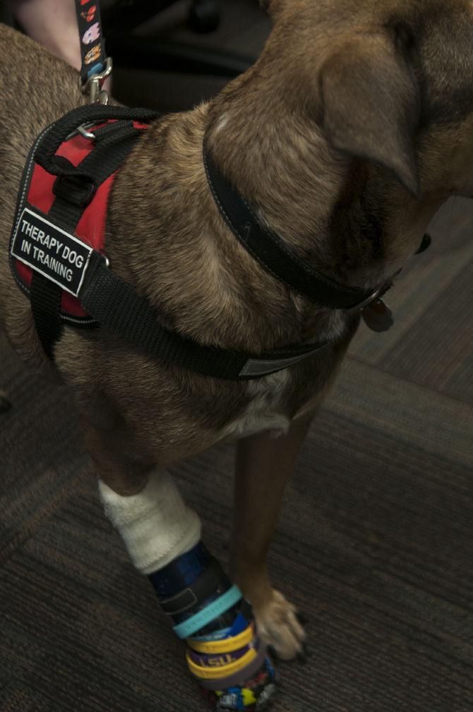 Graduate student makes socket prosthetic limbs for animals