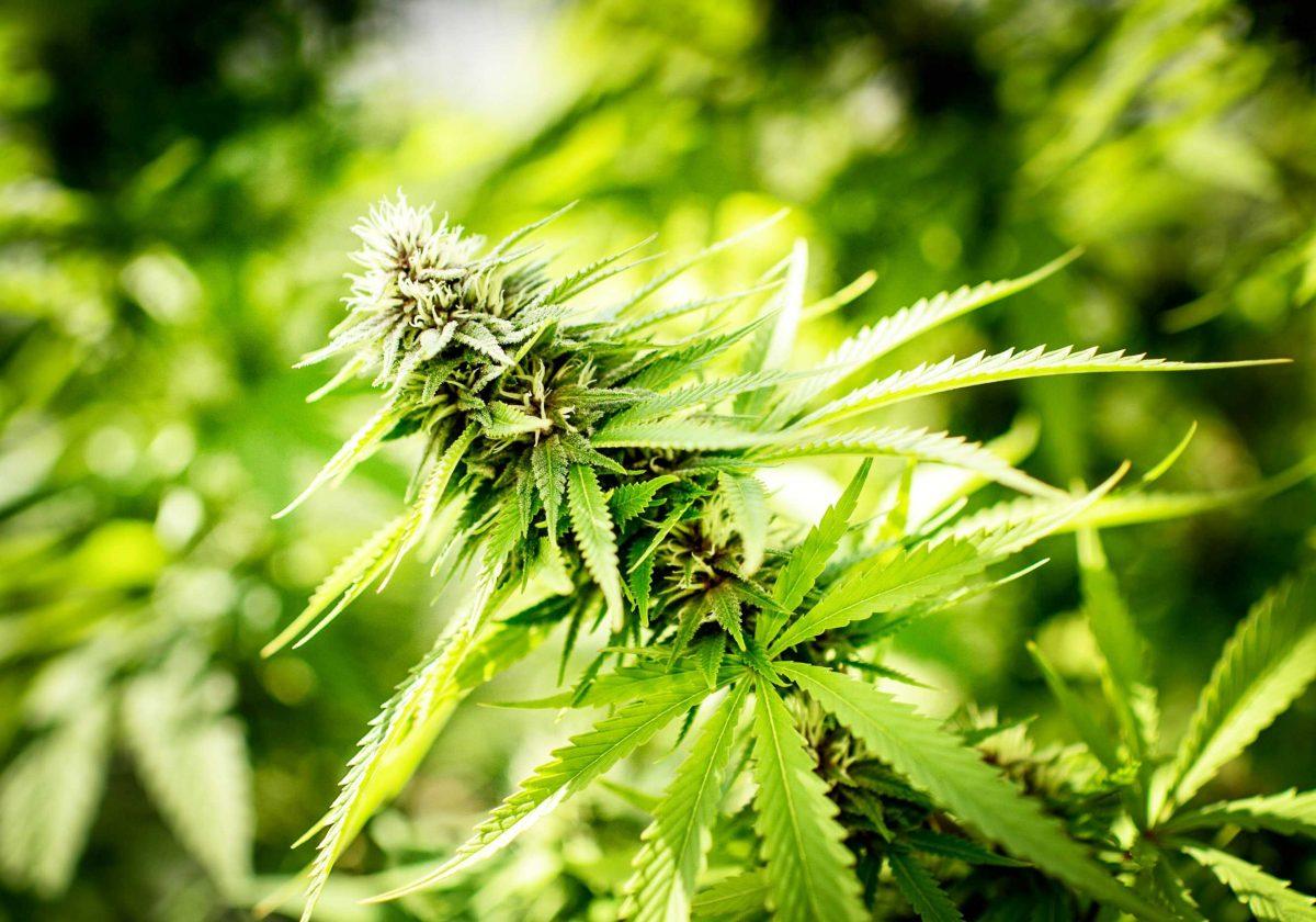 In this May 5, 2015, file photo, a marijuana plant grows at a Minnesota Medical Solutions greenhouse in Otsego, Minn. A southeastern Illinois company says it has started growing medical marijuana and may be the first in the state to do so. Officials at Ataraxia in the Edwards County city of Albion, Ill., said Monday, July 13, 2015 that they received state authorization July 10, and have started cultivating the genetic strains that will be the basis of their products. (Glen Stubbe/Star Tribune via AP)