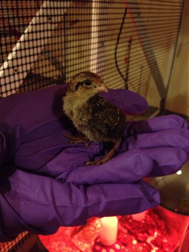 Poultry science senior Ariel Bergeron has raised approximately 2,700 bobwhite quail during her undergraduate career as part of a research project on quail nutrition.