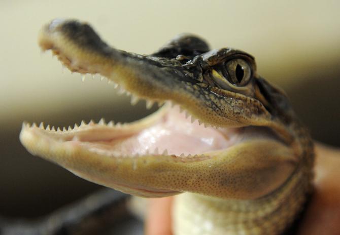 An Alligator opens its mouth Aug. 22, 2013 at LSU's Alligator Research Station.