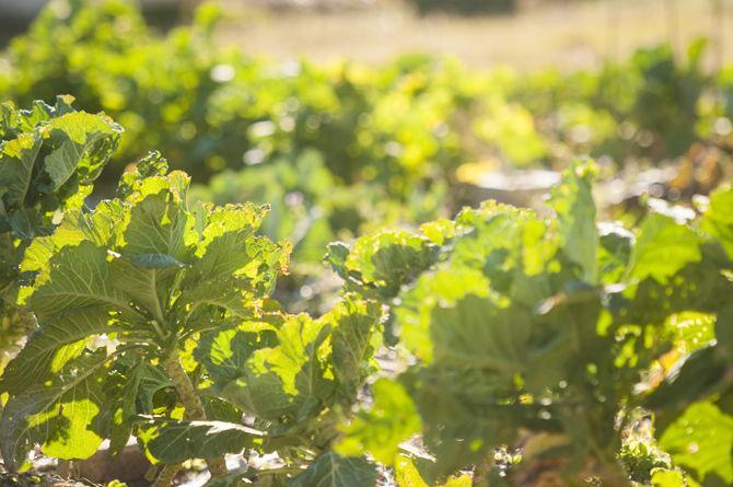 AgCenter sets up teaching gardens in New Orleans