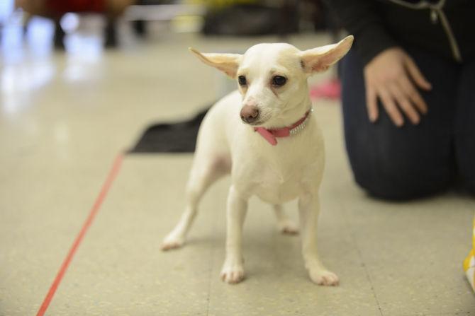 Musical Theatre Club presents 'Legally Blonde: The Musical' this weekend