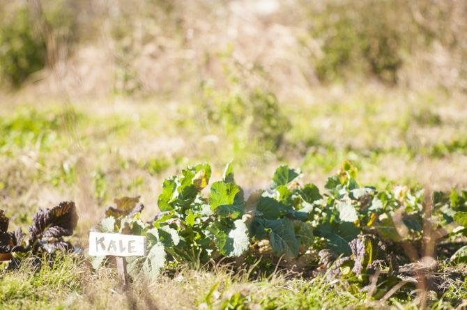 AgCenter sets up teaching gardens in New Orleans