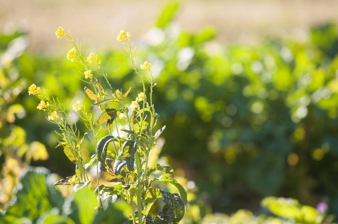 AgCenter sets up teaching gardens in New Orleans