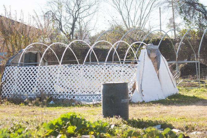 AgCenter sets up teaching gardens in New Orleans