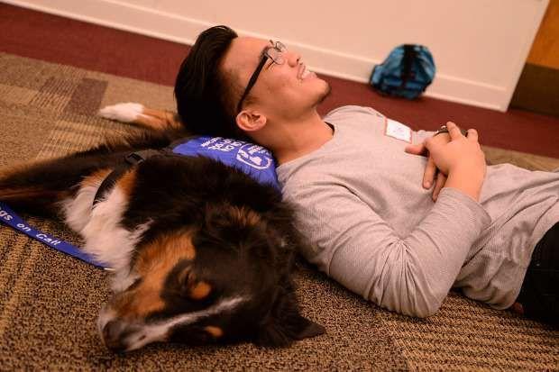 Julian Lopez and Houdini, a Dogs on Call therapy dog, relax during a Paws for Stress session Tuesday, March 15 at the University Student Commons. via Medical Xpress