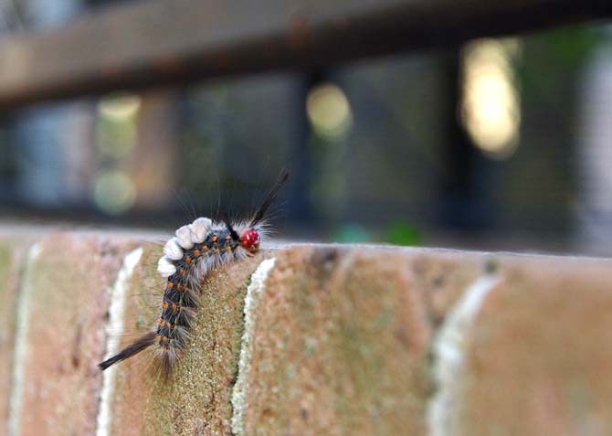 A caterpillar climbs up the face of a brick wall Tuesday, April 22, 2014 outside of the design building.