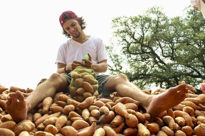 LSU business sophomore, Grant Miller, bags sweet potatoes at the university's Kitchens on the Geaux 25,000 pound sweet potato drop where volunteers bag sweet potatoes and donate them to the Baton Rouge Food Bank on April 19, 2016 on the Parade Grounds.