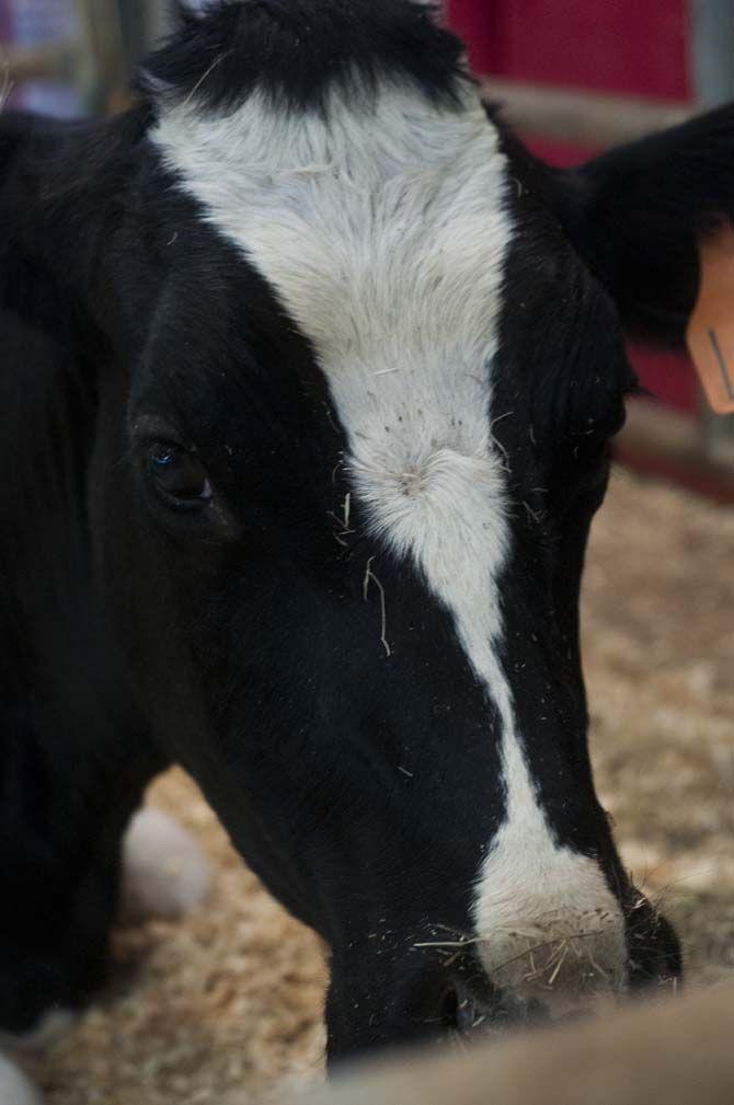 Week-long AgMagic event aims to provide agricultural education