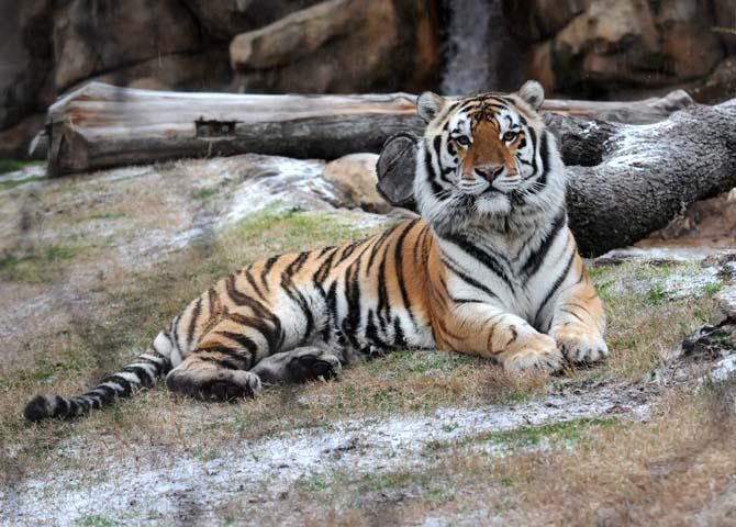 Mike VI diagnosed with spindle cell sarcoma