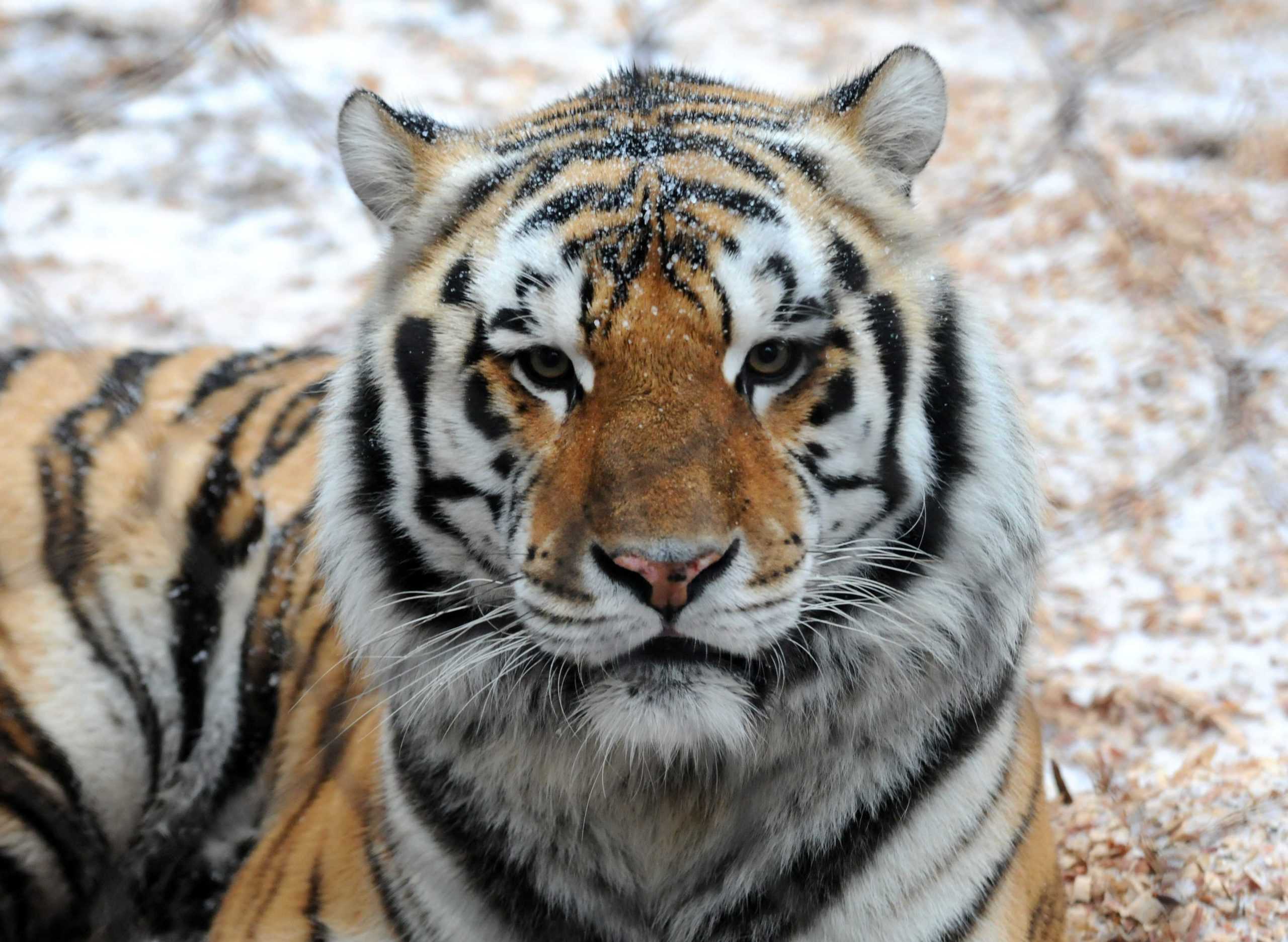 Mike VI diagnosed with spindle cell sarcoma