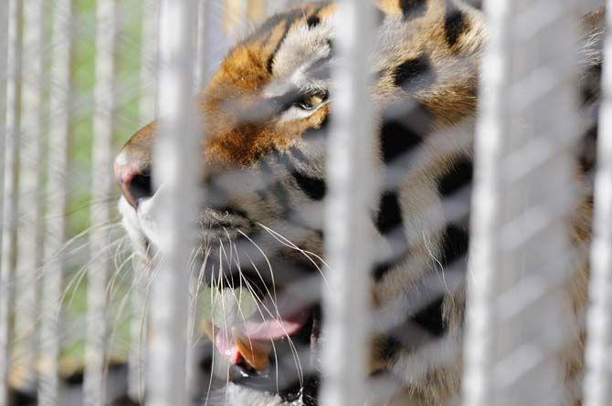 LSU's mascot Mike VI is brought into Tiger Stadium for his rounds on Saturday Sept. 5, 2015, in LSU's Tiger Stadium.