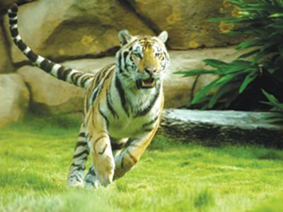 Mike VI explores the outdoor portion of his habitat.