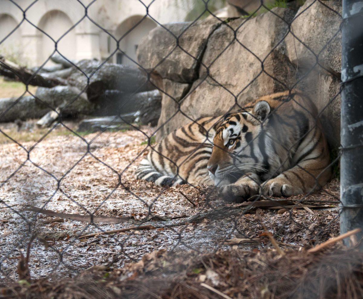 Mike VI hides from the sleet in his habitat on Tuesday afternoon.