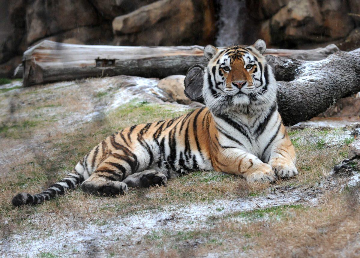 Mike VI sits in the snow Tuesday, Jan. 28, 2014 in his habitat.