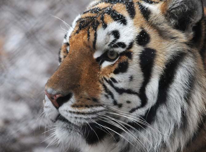 Mike VI diagnosed with spindle cell sarcoma