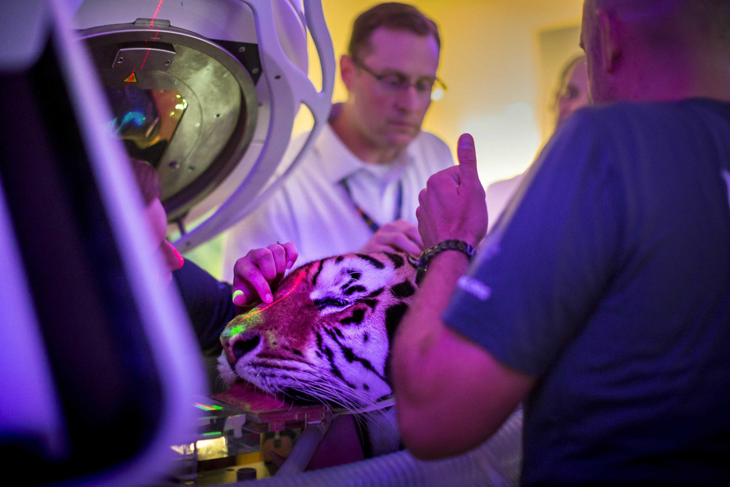 LSU hopes to have Mike the Tiger VII by August, plans to renovate tiger habitat