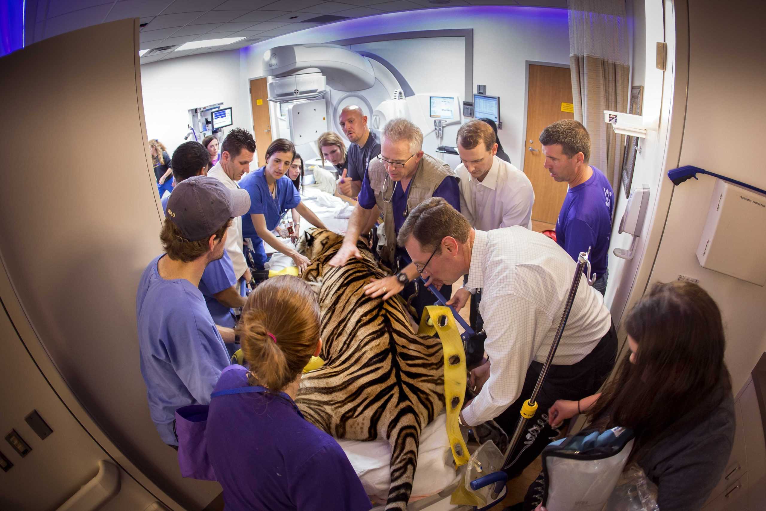 LSU hopes to have Mike the Tiger VII by August, plans to renovate tiger habitat