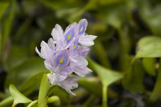 The Common Water Hyacinth, also known as Eichhornia crassipes, is a highly invasive species that has been crowding Baton Rouge lakes.