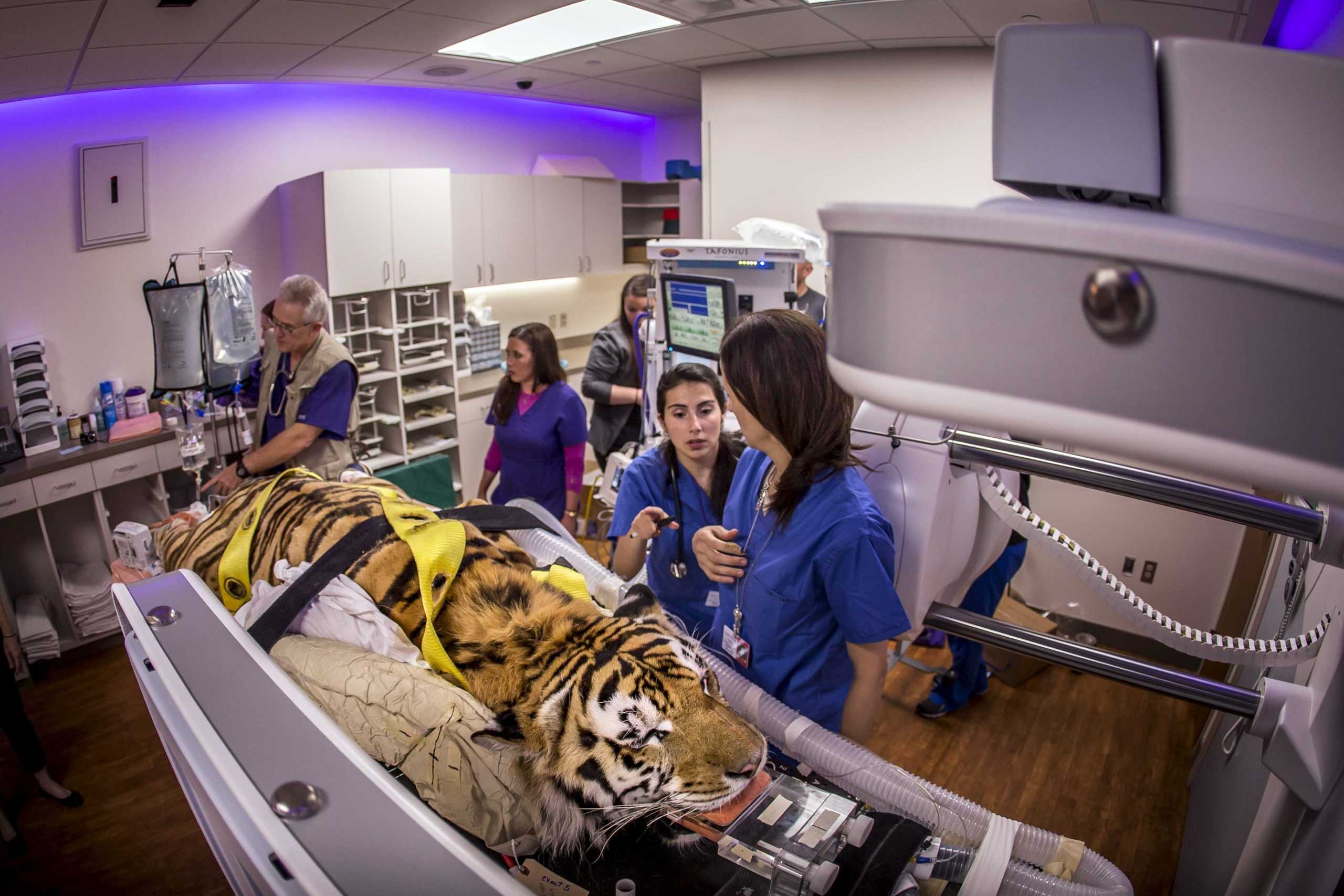 LSU hopes to have Mike the Tiger VII by August, plans to renovate tiger habitat