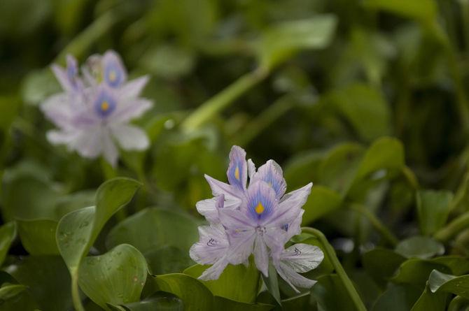 LSU community addresses invasive water hyacinth species around lakes