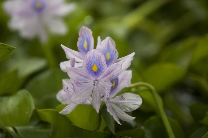 LSU community addresses invasive water hyacinth species around lakes