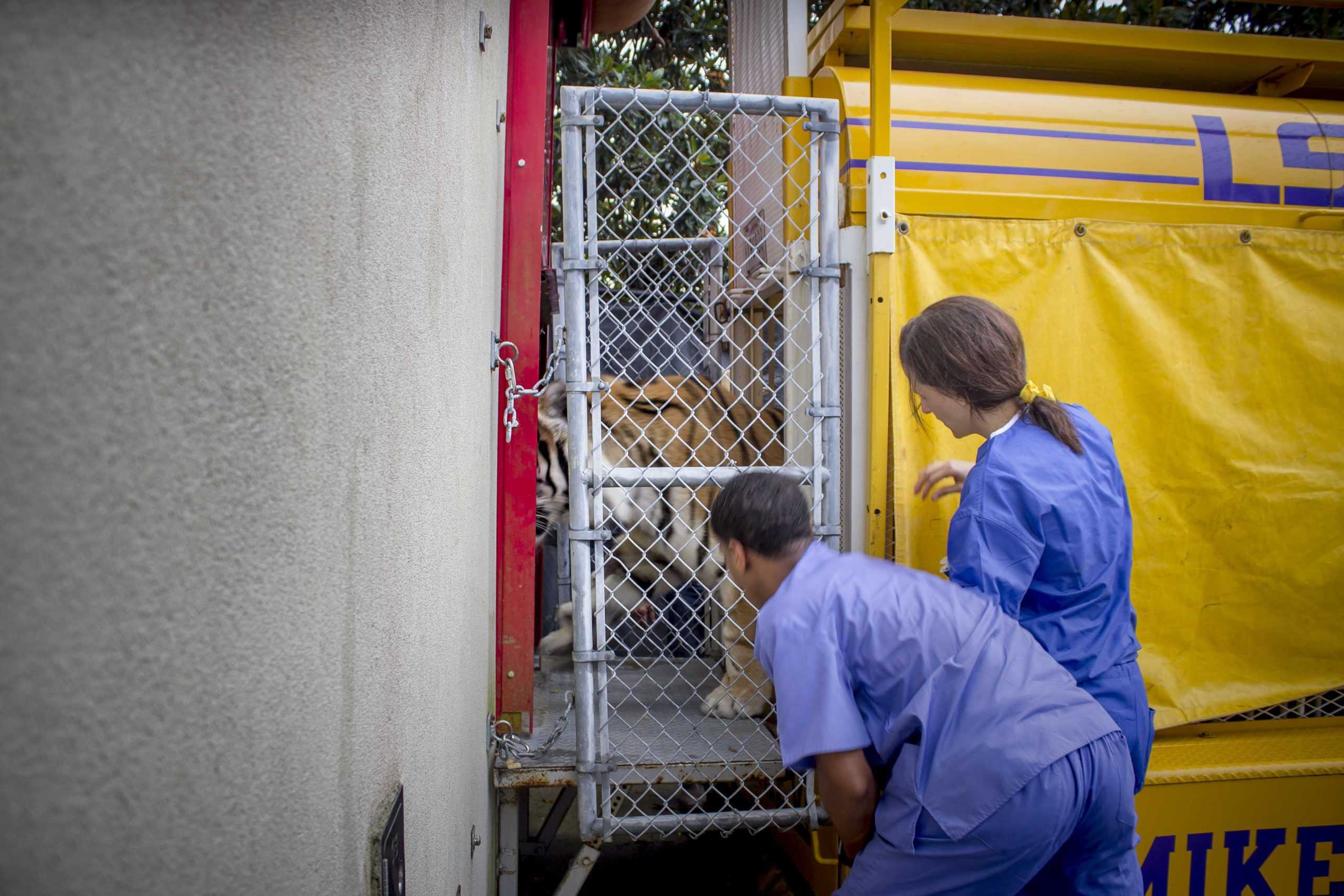 LSU hopes to have Mike the Tiger VII by August, plans to renovate tiger habitat