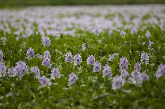 LSU community addresses invasive water hyacinth species around lakes