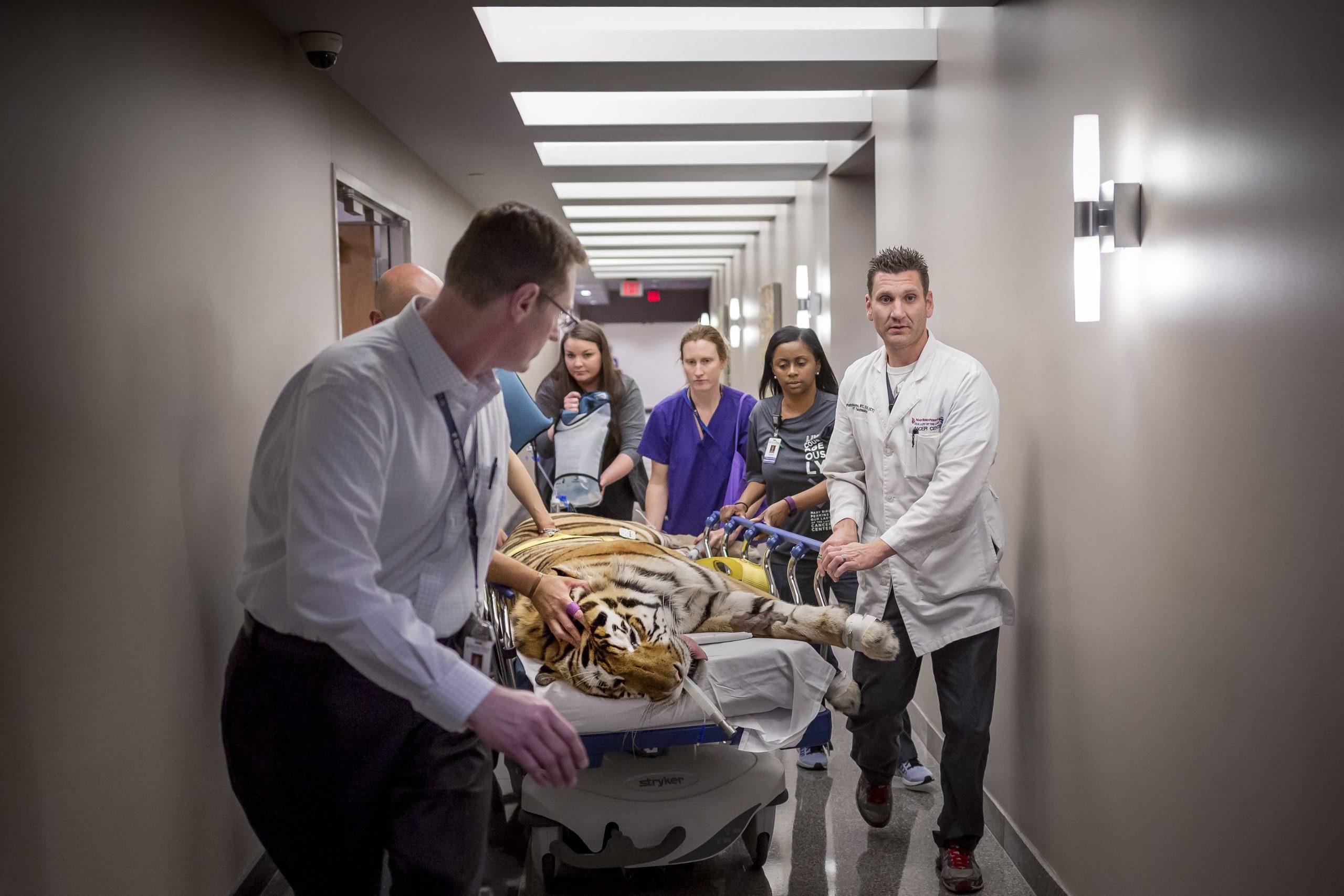 LSU announces Mike VI's has 1-2 months to live, will begin search for Mike VII