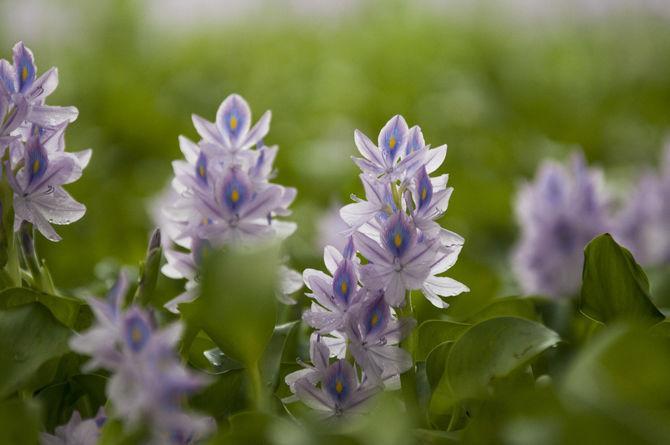 The Common Water Hyacinth, also known as Eichhornia crassipes, is a highly invasive species that has been crowding Baton Rouge lakes.