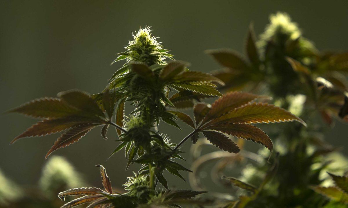 In this photo taken June 2, 2016, medical marijuana grows at Jeff Smith's and Cassie Heckenkamp's property along the McKenzie River east of Springfield, Ore. The pair had hoped to expand the grow operation on their property with a large recreational marijuana crop, but zoning rules won't allow it. (Andy Nelson/The Register-Guard via AP)