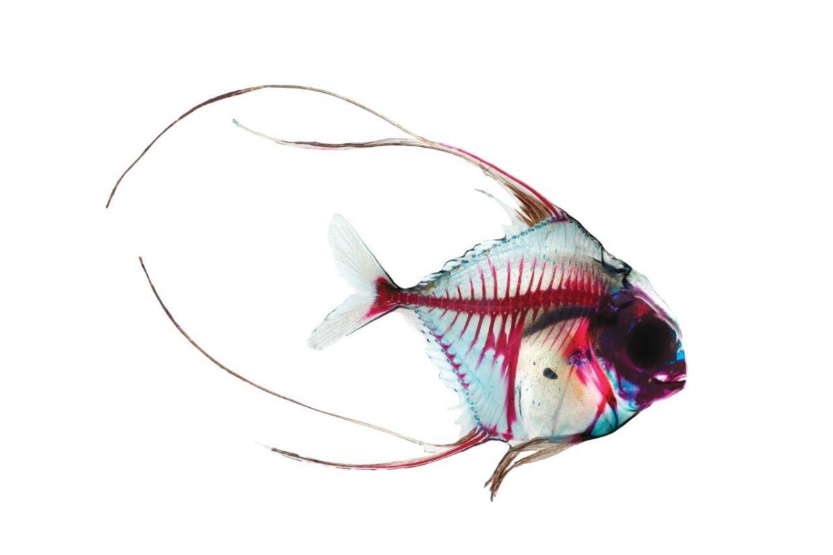 African Pompano. 2014. Gicl&#233;e print on handmade Japanese rice paper in an edition of 13. 18 by 24 inches each.