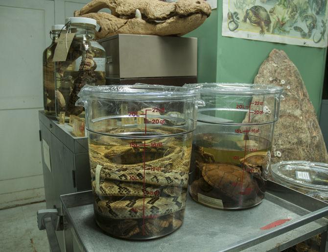 A snake species is held in a bucket for further examining on Sept. 13, 2016 in Foster Hall.