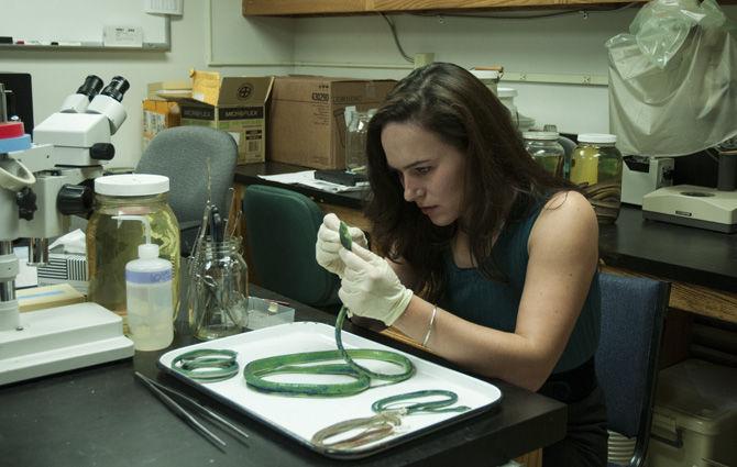 LSU fellow part of team which discovered new snake in Madagascar