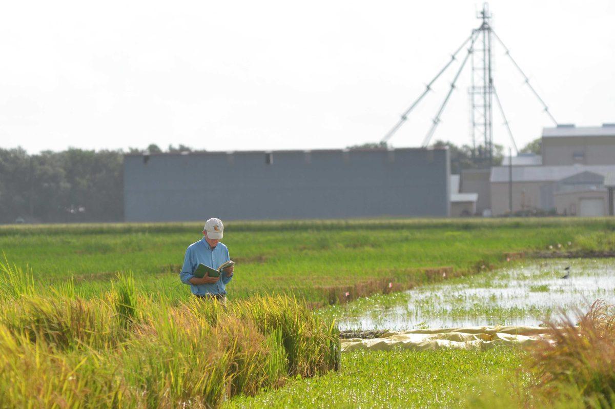 Jim Oard, LSU AgCenter hybrid rice breeder, looks over his notes while inspecting hybrid plots at the Rice Research Station. Photo by Bruce Schultz