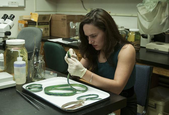 LSU fellow part of team which discovered new snake in Madagascar