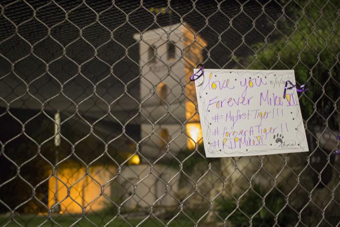 After news of Mike the Tigers death on Tuesday, Oct. 11, 2016, people gather and leave notes, flowers, and art work for the beloved tiger at his enclosure on North Stadium Rd.