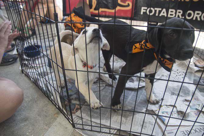 Bark'N BBQ gives sheltered dogs a home, allows for friendly local competition