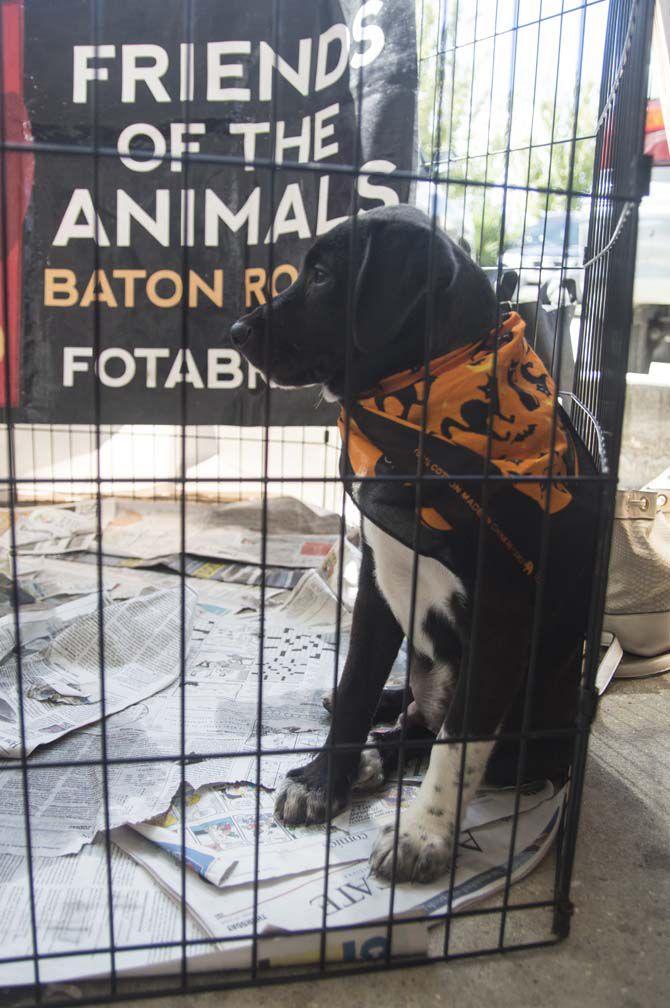 Bark'N BBQ gives sheltered dogs a home, allows for friendly local competition