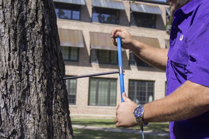 Graduate student Clay Tucker demonstrates coring a tree on Friday, Sept. 30, 2016, on LSU campus.