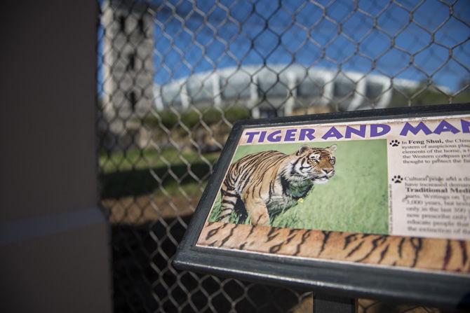 LSU community mourns as Mike VI moved to hospice care