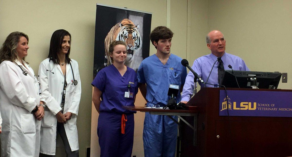 LSU Veterinarian David Baker is joined by specialists and student workers as he speaks on Mike VI's prognosis during a press conference at the School of Veterinary Medicine.