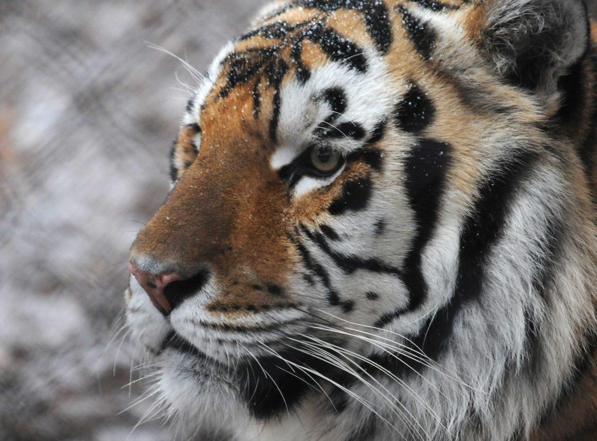 Ice falls on Mike VI's face Tuesday, Jan. 28, 2014 in his habitat.