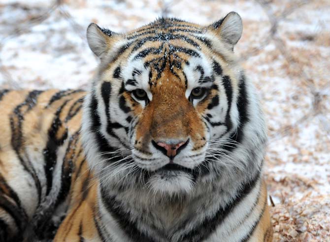 Mike VI sits in the snow Tuesday, Jan. 28, 2014 in his habitat.