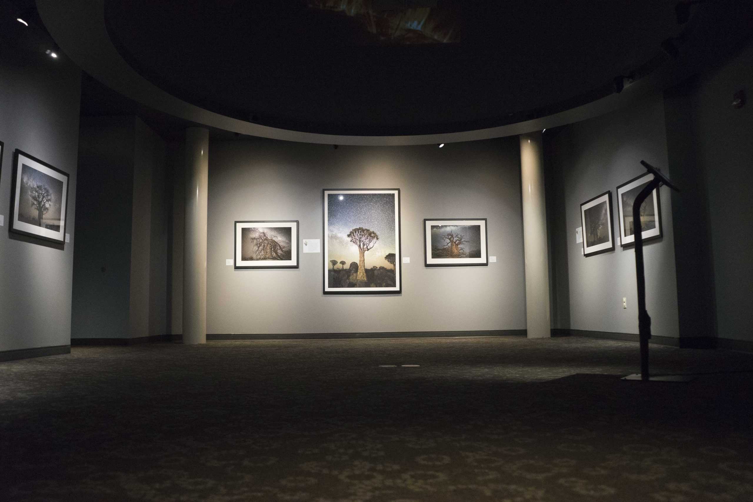 LASM displays Diamond Nights photography exhibit, connects trees to astronomy