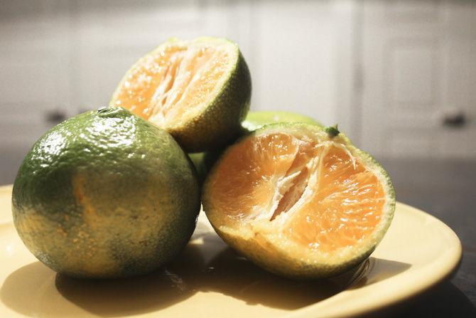 Citrus crops under distress from widespread bacterial disease