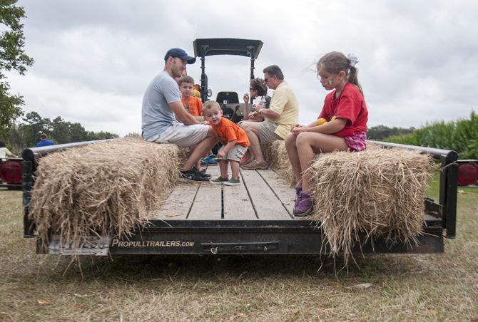 Tractor rides are available during a family friendly Corn Maze, hosted by LSU AgCenter Botanic Gardens, on Saturday, Oct. 24, 2015 at the LSU Burden Museum &amp; Gardens.