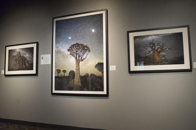 LASM displays Diamond Nights photography exhibit, connects trees to astronomy